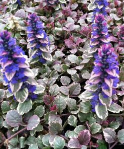 Ajuga reptans burgundy glow