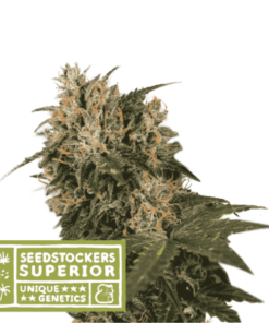 Blackberry Gum Fem Seedstockers