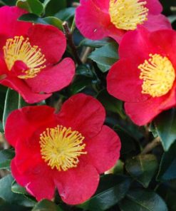 Camelia sasanqua
