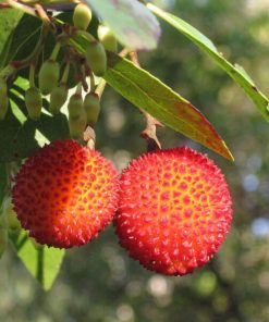 Corbezzolo (Arbutus unedo)