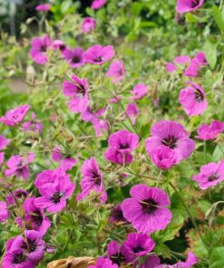 Geranium cinereum ‘Subcaulescens’