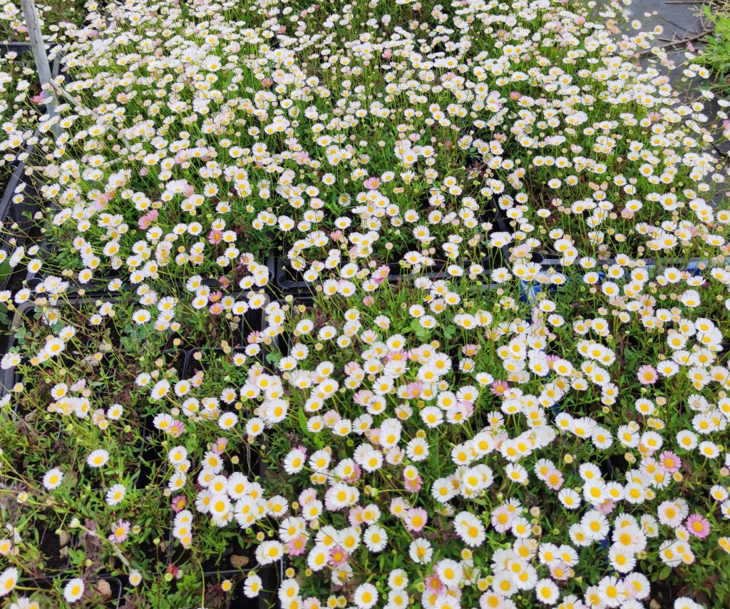 Erigeron Karvinskianus – Box da 24 vasi