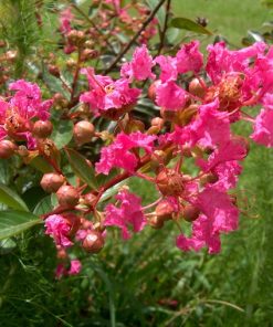 Lagerstroemia world’s fair