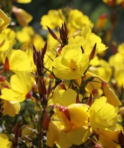 Oenothera tetragona ‘Sonnenwende’