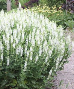 Salvia nemorosa ‘Adrian’