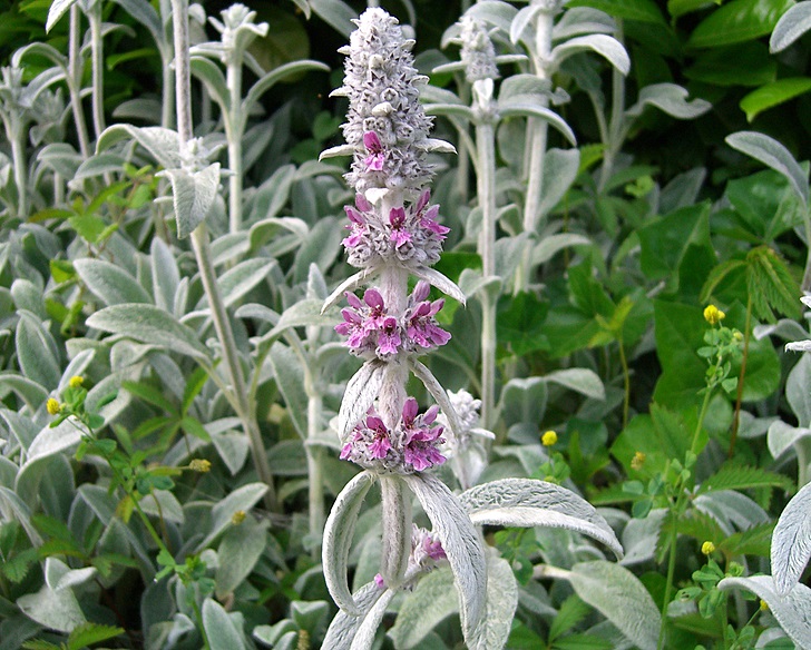 Stachys byzantina - immagine 2