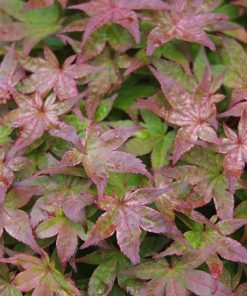 Acer palmatum ‘Corallinum’