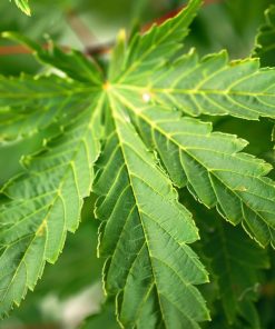 Acer palmatum ‘Green’