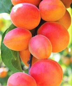 Albicocco Cafona (Prunus armeniaca)