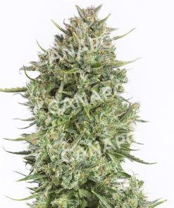 Blue Kush Auto Dinafem Seeds