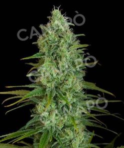 CRITICAL JACK Dinafem