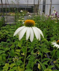 Echinacea purpurea lucky star