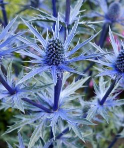 Eryngium  (Cardo delle Alpi)