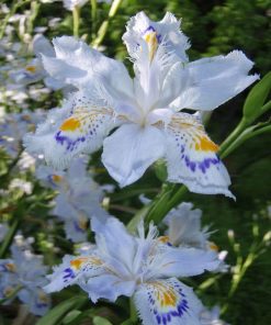 Iris japonica (azzurro)