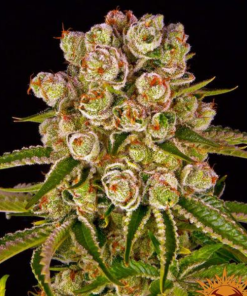 KUSH MINTZ Femminizzati Barney’s Farm
