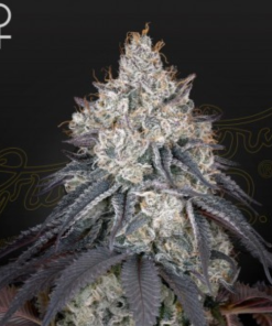 Lemon Orange Greenhouse Seeds