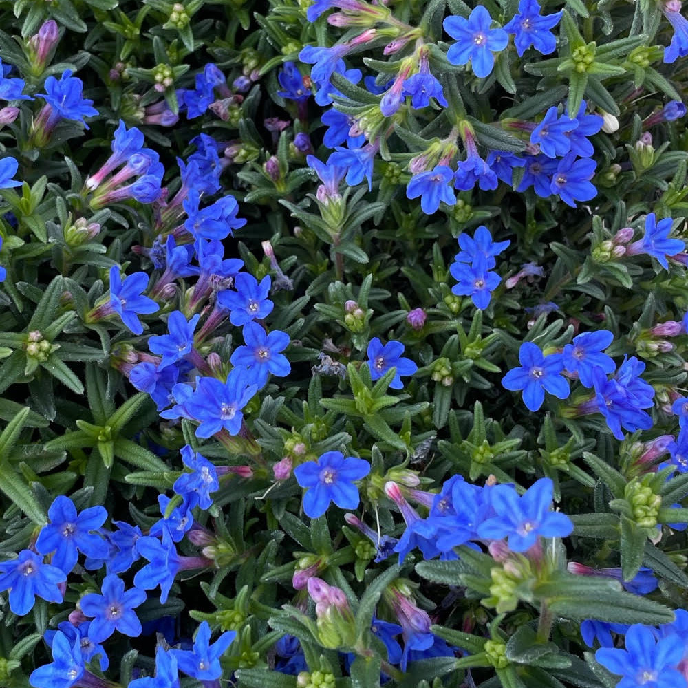 Lithospermum diffusum (Lithodora Diffusa) - immagine 2