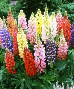 Lupino nano – Lupinus nanus russel