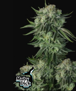 Moby Dick Auto Fast Buds