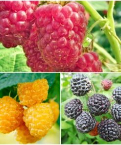 Lampone (Rubus idaeus)