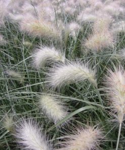 Pennisetum Villosum – Box da 4 piante