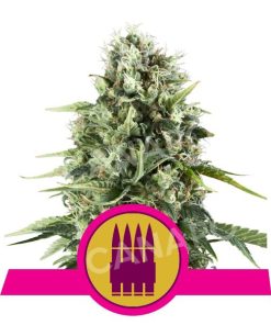 Royal AK semi Femminizzati 3 semi – Royal Queen Seeds