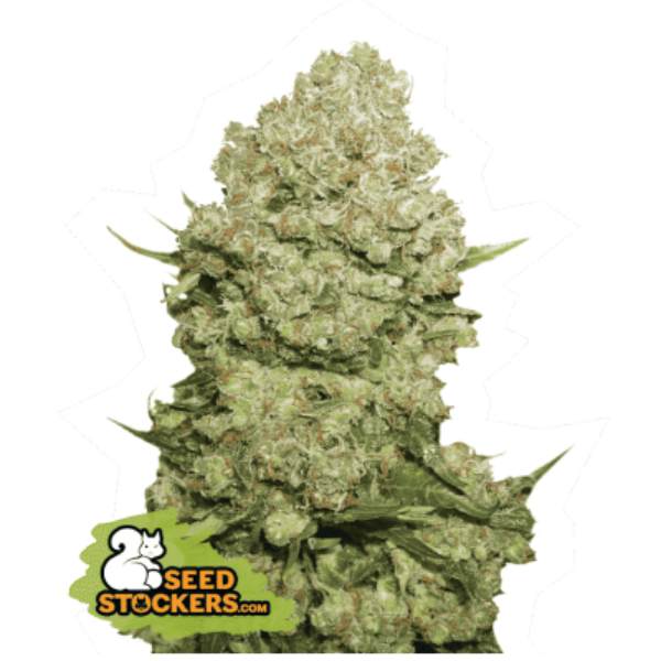 White Widow Fem Seedstockers